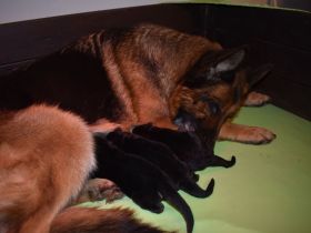 Sehr schöne Deutsche Schäferhundwelpen aus Kör- und Leistungszucht!