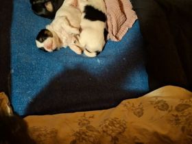 Löwchenwelpen mit VDH/FCI Papieren