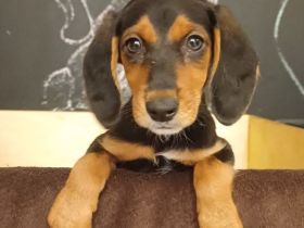Wunderschöne Bracken Welpen ,