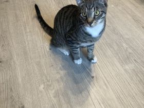 Junger Kater zu verkaufen – verspielt & kinderlieb