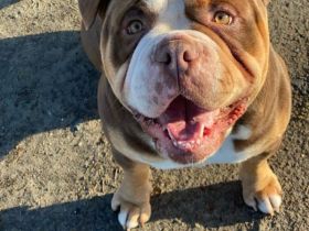 Biete meinen Wunderschönen OEB in  Chocolate Tricolor als  Deckrüde an zum Decken kein Verkauf !!