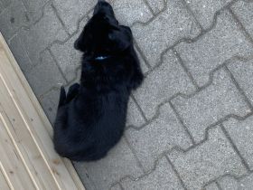 Schäferhund Welpen Mix