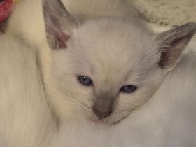 Reinrassige Siam Kitten