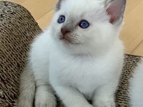 Reinrassige Siam Kitten