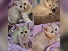 Bkh reinrassige Kitten