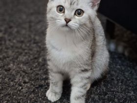 Bkh reinrassige Kitten