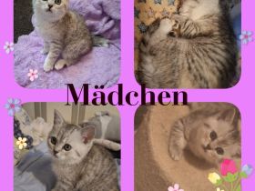 Bkh reinrassige Kitten