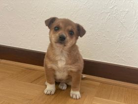 Süße Jack Russell / Mini Pinscher Mix Welpe suchen liebevolles Zuhause