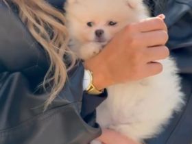 Pomeranien Hündin , Welpe Weiß