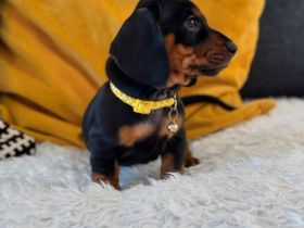 Kurzhaariger Zwergdackel