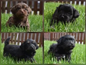 Bolonka Zwetna Welpen Hündin und Rüden – mit Ahnentafel