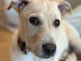 Lebensfroher Welpe Benito sucht Menschen die ihm die Welt zeigen