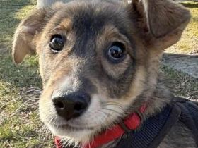 Verschmustes Hundemädchen Bentley sucht Zuneigung