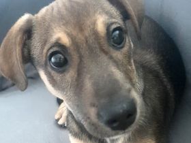 Burita sucht die Nähe zum Menschen