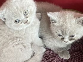 BKH Kitten reinrassig