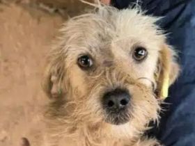 Abby, liebe, kleine zurückhaltende Hündin sucht liebevolle Menschen mit freiem Körbchen, 1J, 32 cm