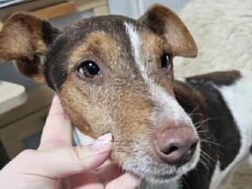 Alberto, fröhlicher, menschenbezogener Jack-Russell-Mix ist bereit für ein neues Leben, 5J, 28 cm