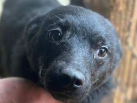 Amira, super süßes Welpenmädchen, das jeden Tag auf eine schöne Zukunft hofft, 5M, 35 cm