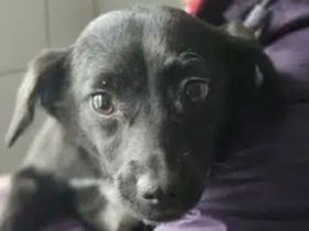 Claire, verspieltes, kleines Mädchen, das ein schönes, fröhliches Leben verdient hat, 11M, 30 cm