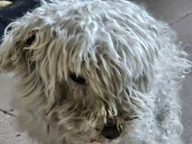 Dahlia, kleine Zwergpudeldame - nicht mehr gewollt und ausgesetzt....4J, 30 cm