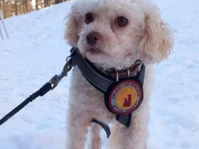 Kuschelige kleine Curly sucht Familienanschluss