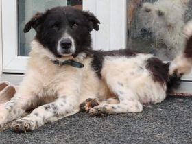 Frohnatur Darius sucht Haus mit Garten