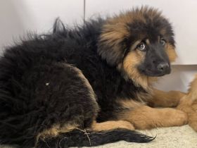 Honey - ein wahrer Goldschatz