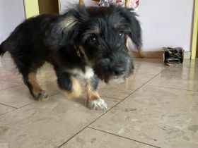 Pepsi sucht liebevolles Zuhause