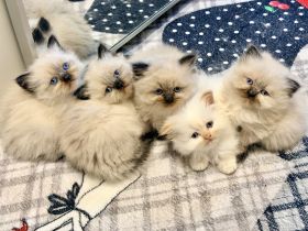 Ragdoll Kitten mit strahlend blauen Augen suchen ein liebevolles Zuhause