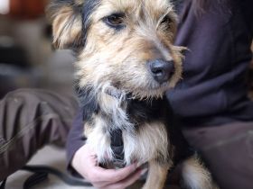 Rosi sucht dringend ein liebevolles Zuhause