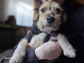 Notfall!!! Rosi sucht ein liebevolles Zuhause