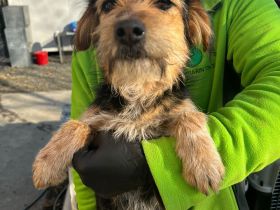 Rosi sucht dringend ein liebevolles Zuhause