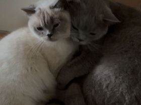 Britisch Kurzhaarkatzen