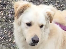 Leo, Mischling (zur Pflege in 24222 Schwentinental)