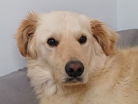 Leo, Mischling (zur Pflege in 26789 Leer)