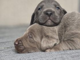 Labmaraner ( Weimaraner - Labrador ) Welpen