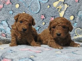 Zwergpudel toy welpe