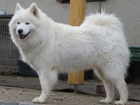 Samojeden
