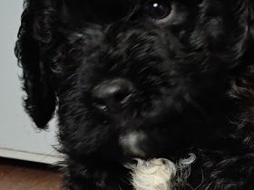 Lagodoodle oder Pudelotto Lagotto Pudel Doodle Minidoodle Mididoodle Labradoodle Goldendoodle