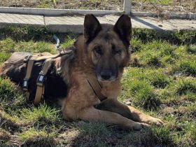 Wer sieht Astra? Besondere Hündin sucht ihr Glück