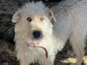 Herzenshündin Emmi sucht dich