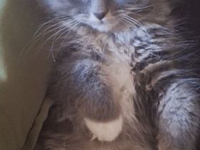 Süße BLH Prinzessin