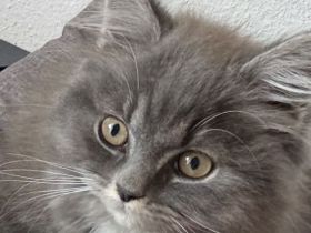 Süße BLH Prinzessin