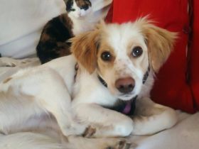 Leeloo - kluges Köpfchen mit großem Kuschelherz