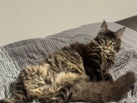 Maine Coon Deckkater