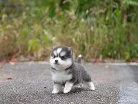 Pomsky Welpen Stammbaum