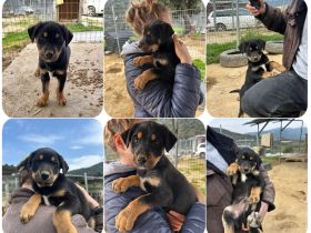 Pollux – fröhlicher junger Rüde mit wunderschöner Fellzeichnung