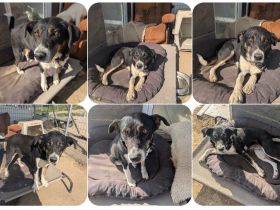 Ella – charmante Persönlichkeit mit Herz