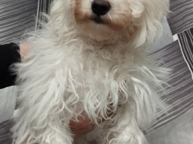 Malteser Bichon Welpe Weibchen Sucht ein Neues zuhause.