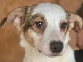 Fana, freundliche Junghündin, die auf ihre Menschen und das große Abenteuer hofft. 8M, 42cm